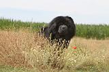 CHOW CHOW 087